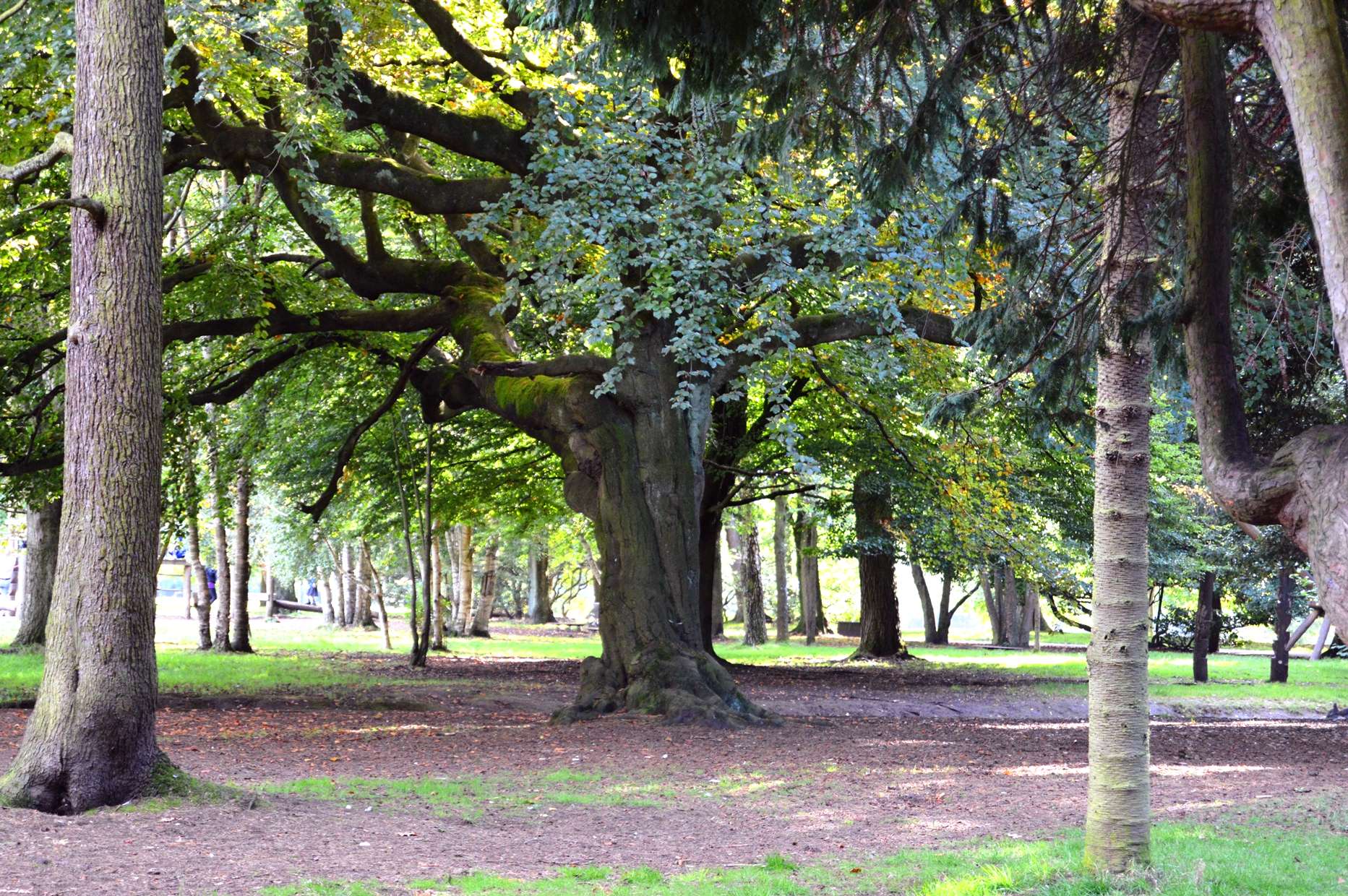 calderstones park